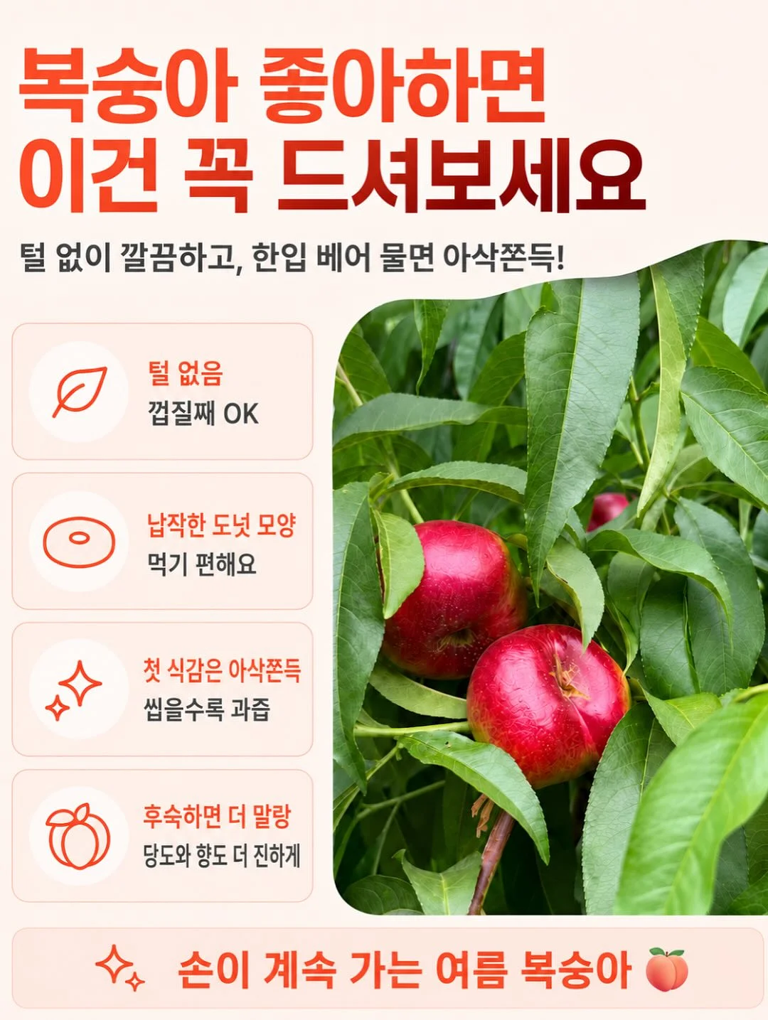 그린시스 서양배 8