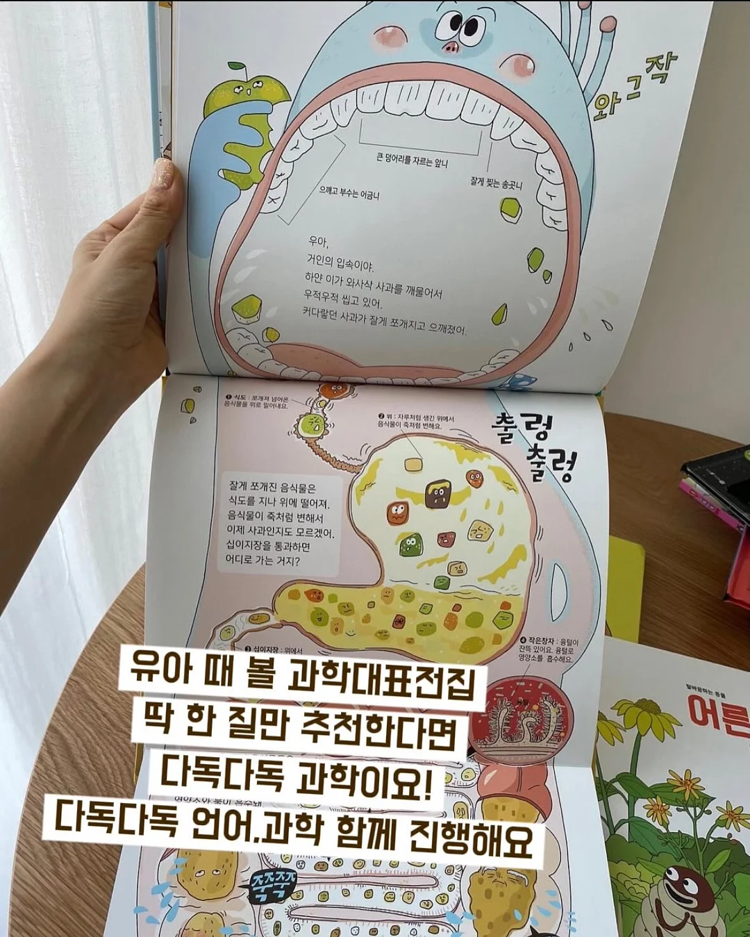 사라빵빵 통망고모찌 12