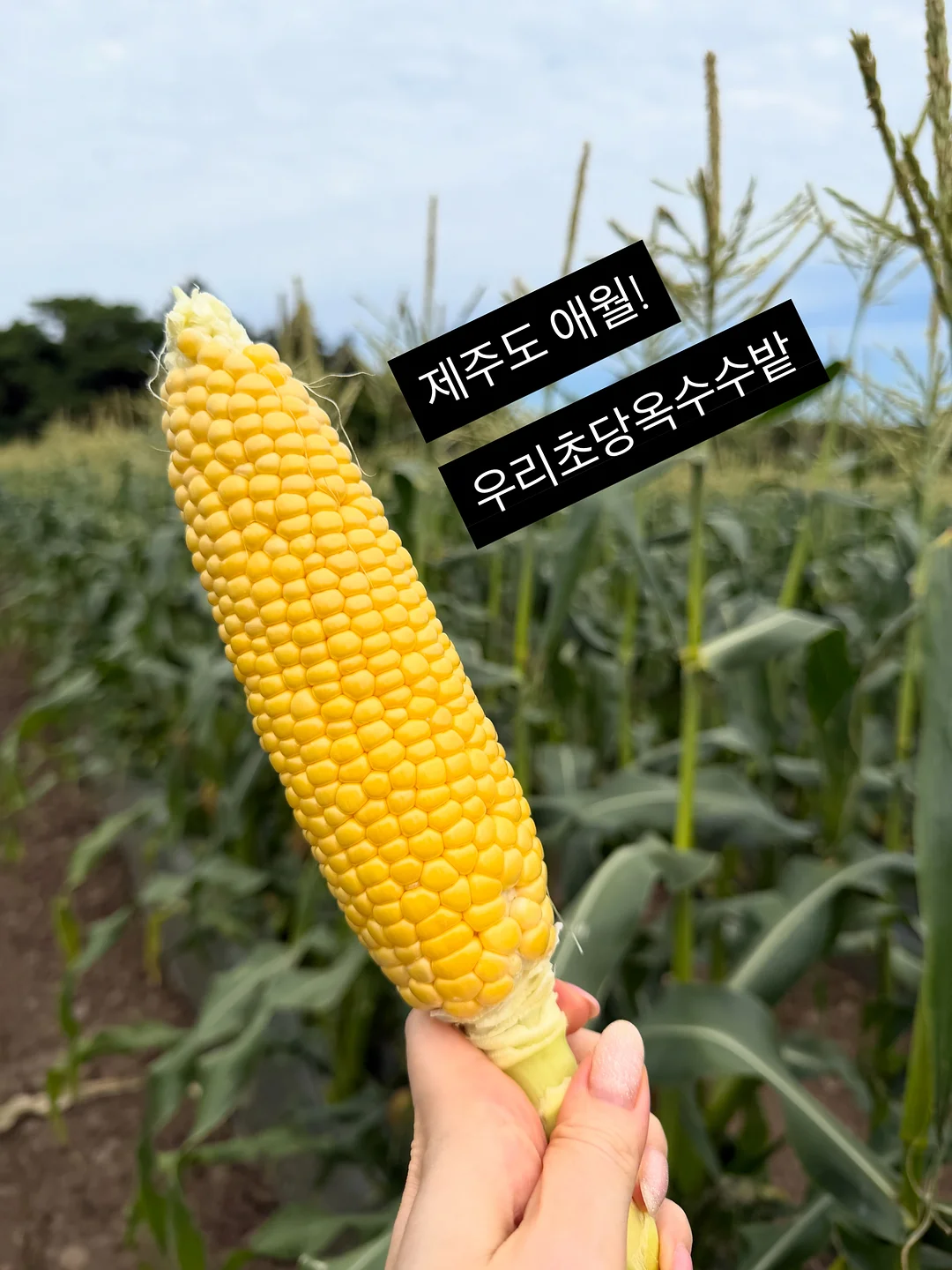 족보 3