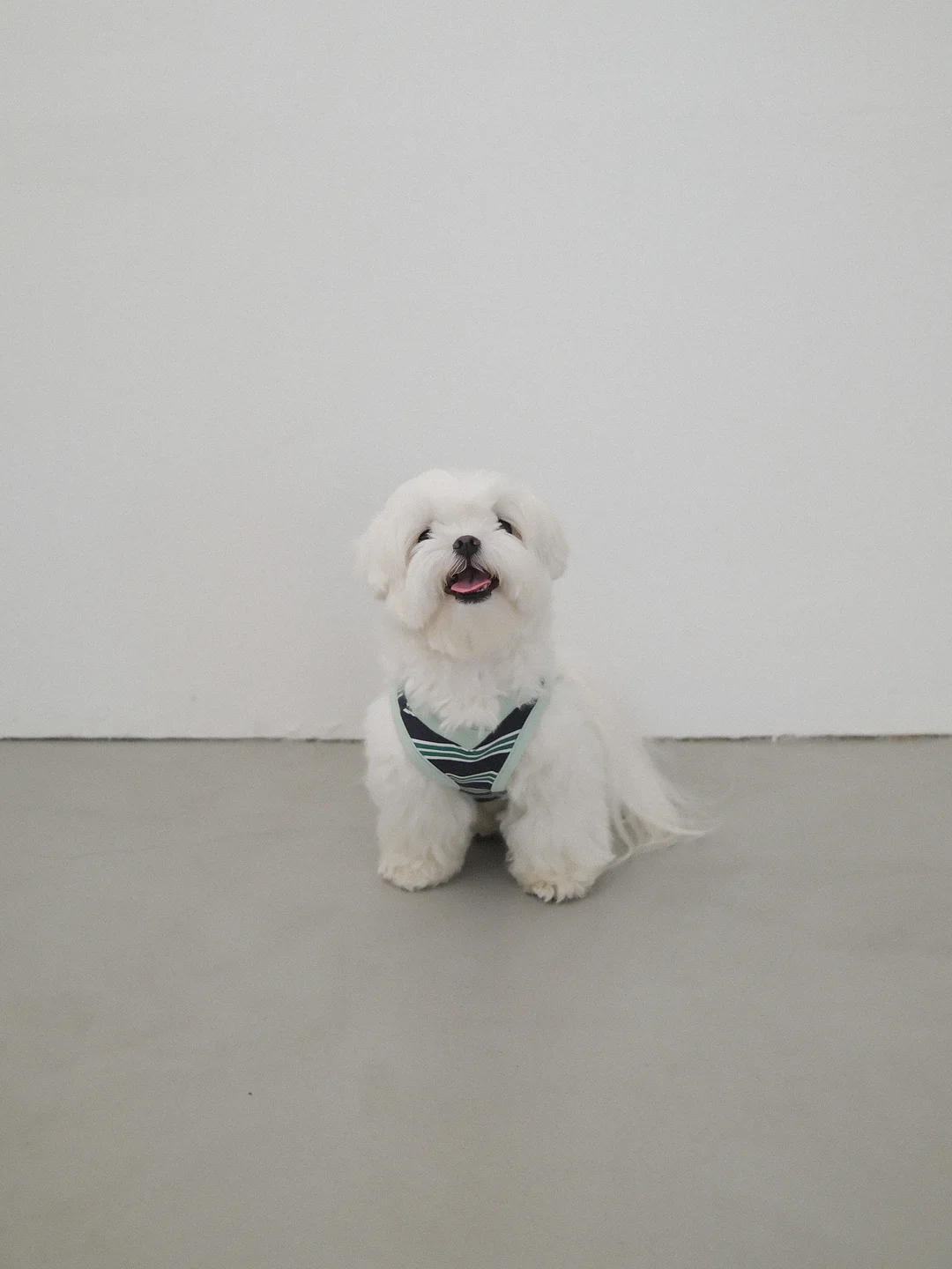 커브크림 6