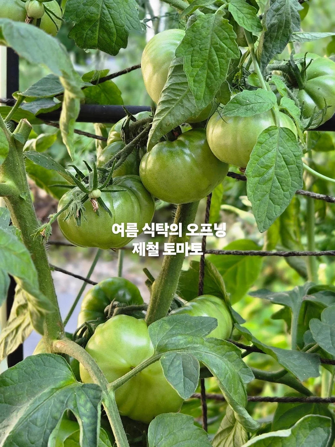 초량앙팡 6