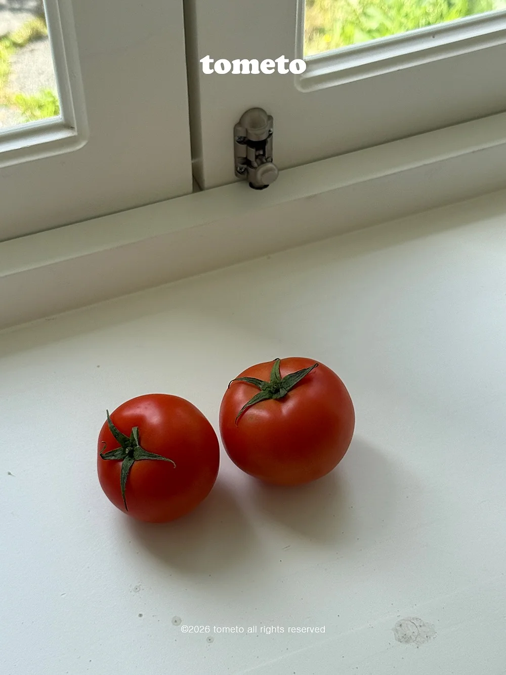 휘핑럭비니트 3