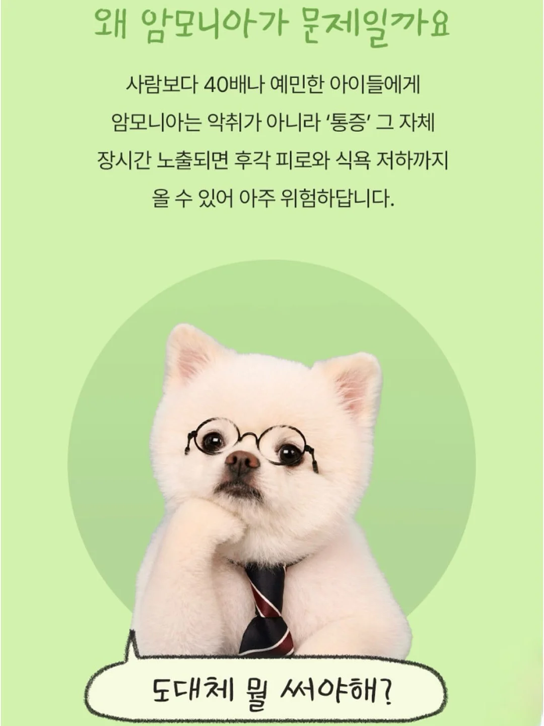 카네이션 앙금쿠키 8