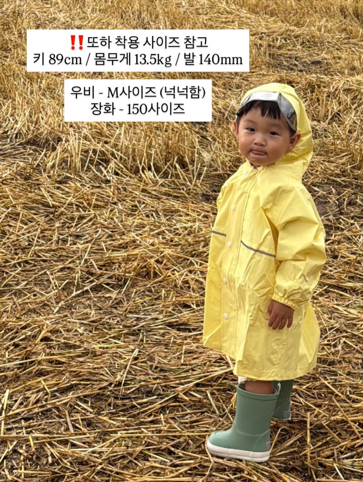 로에드 나시 5