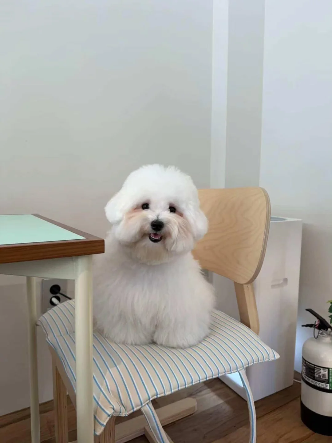 브리델 버터 쇼트브레드 쿠키 9