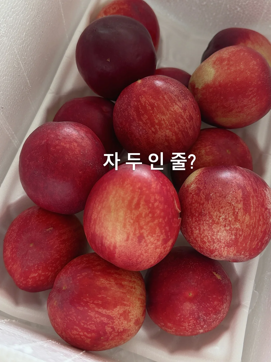 강아지 이동가방 카시트 1