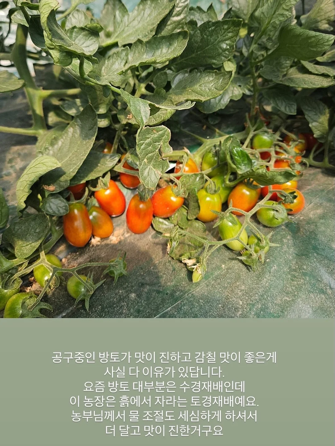 슬러시 메이커 2
