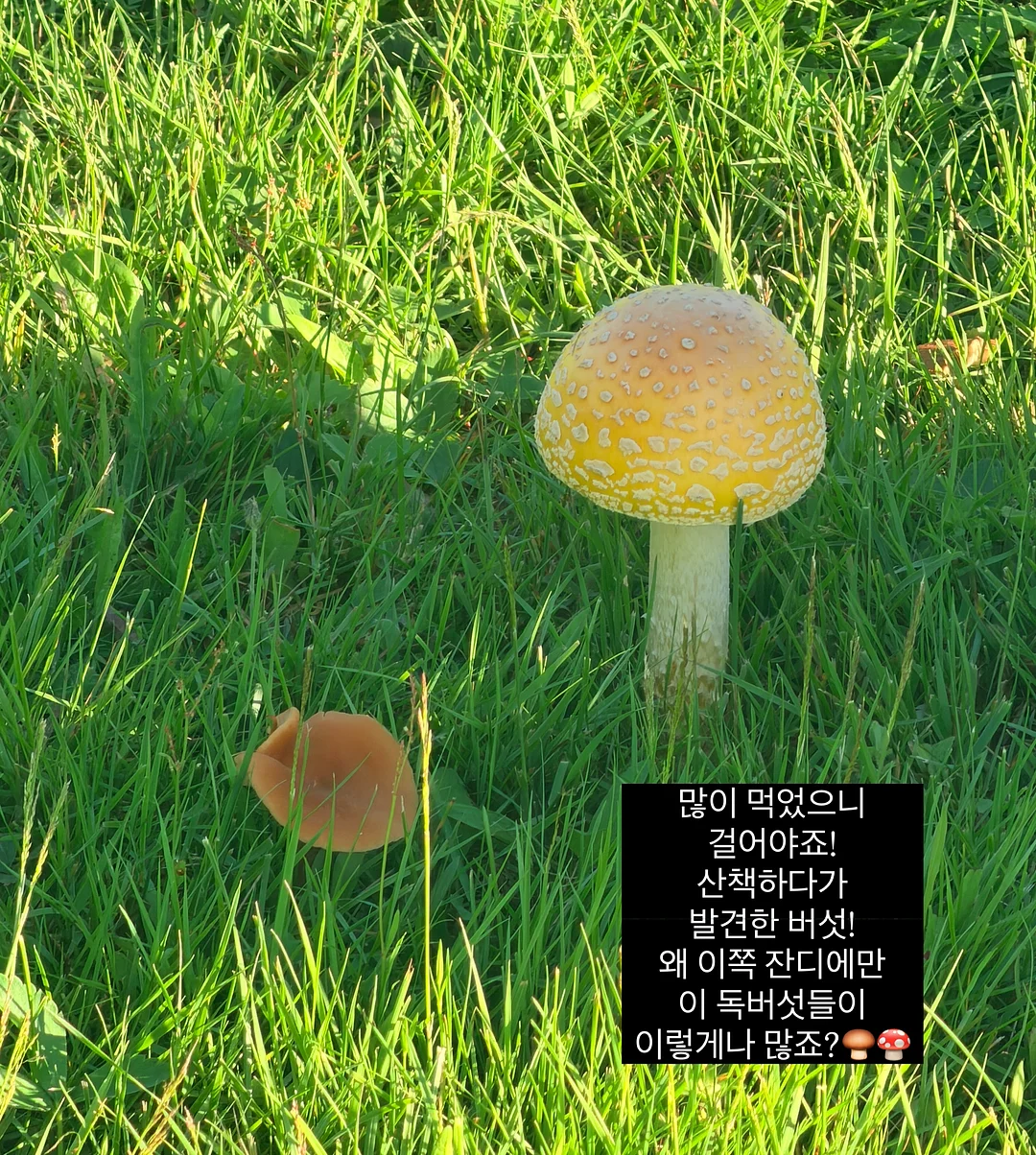 크로와상 A팩 행사도시락 12