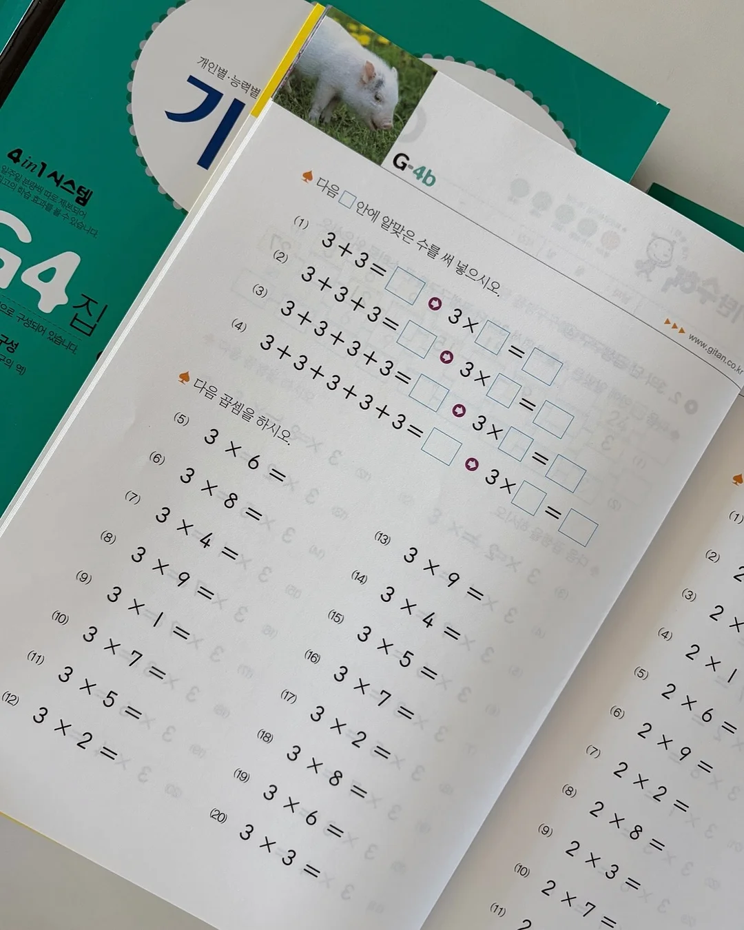 올리브나무 8