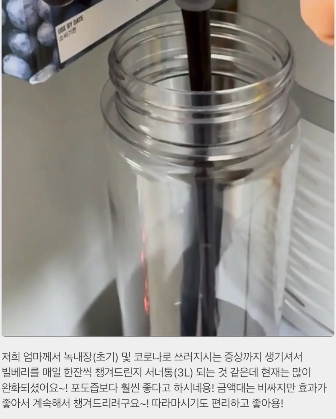 인도 고무나무 6
