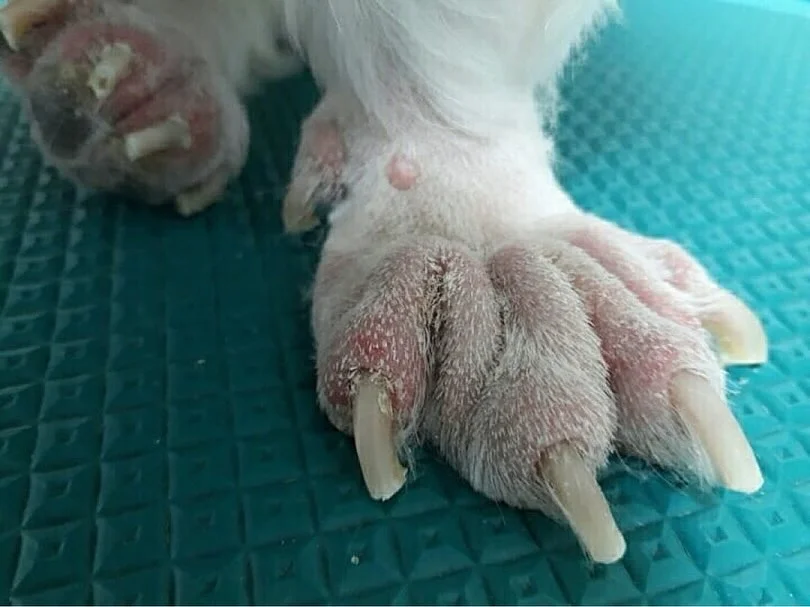 하이랜드파크 12년 칵테일 이벤트 1