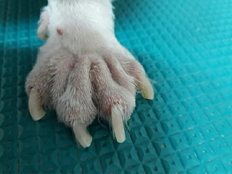 하이랜드파크 12년 칵테일 이벤트 2
