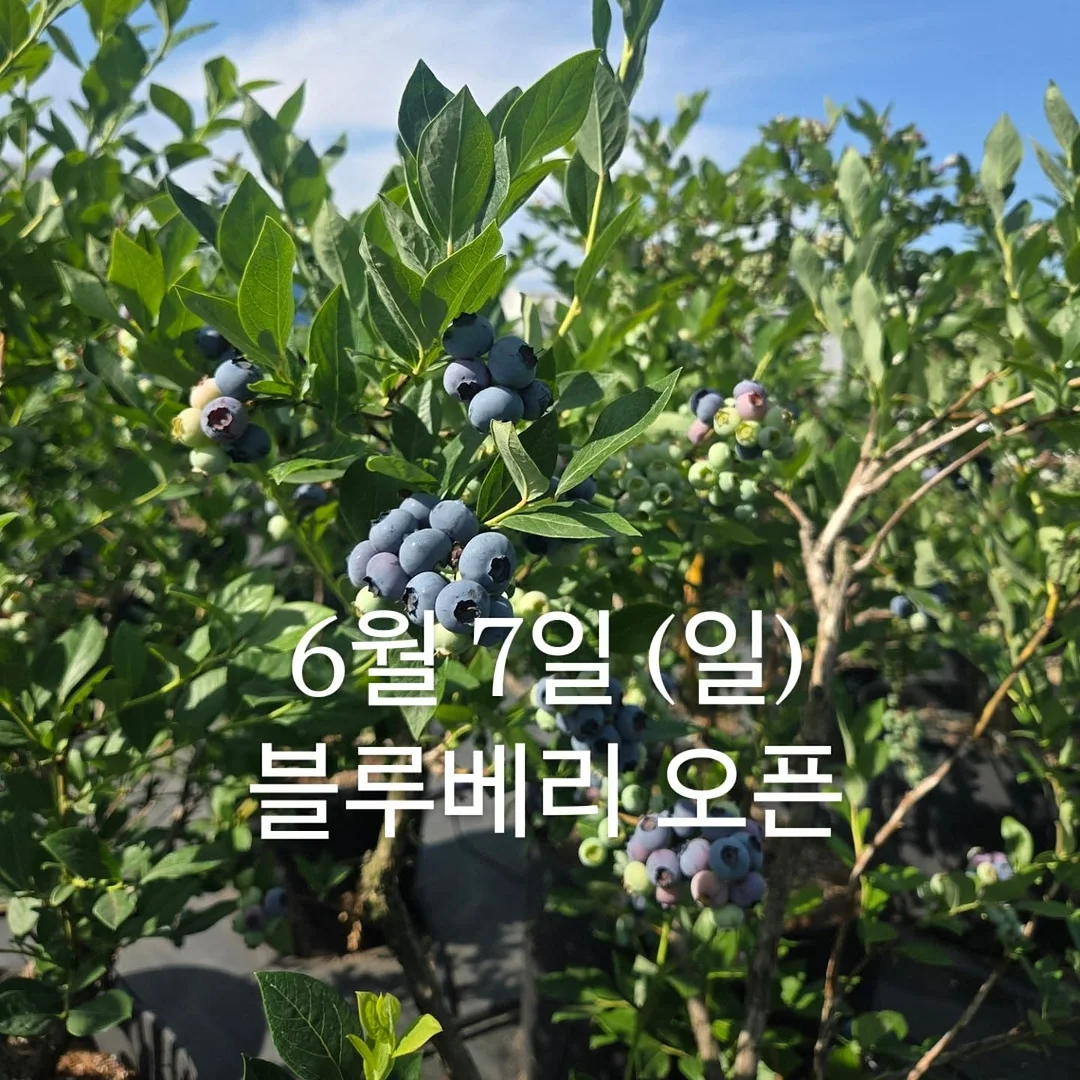 미나리 나박 물김치