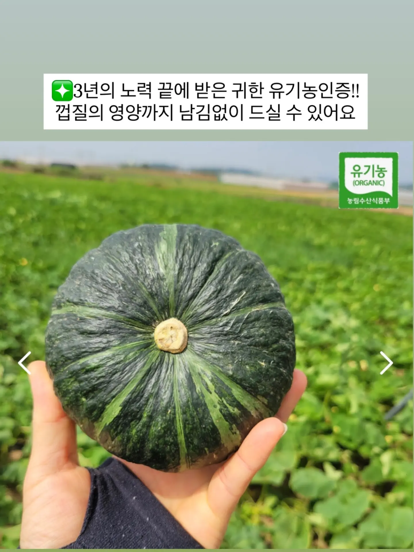 꼴레지앙 여름용 양말 13