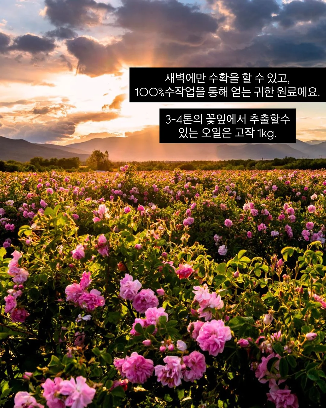 엔타로커피 20블렌딩 2