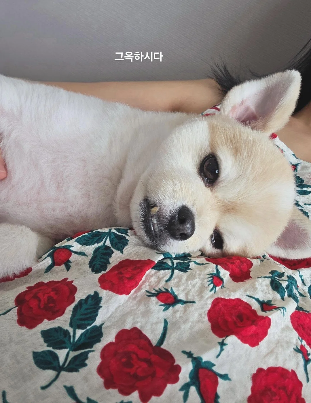 그릇정리대 10
