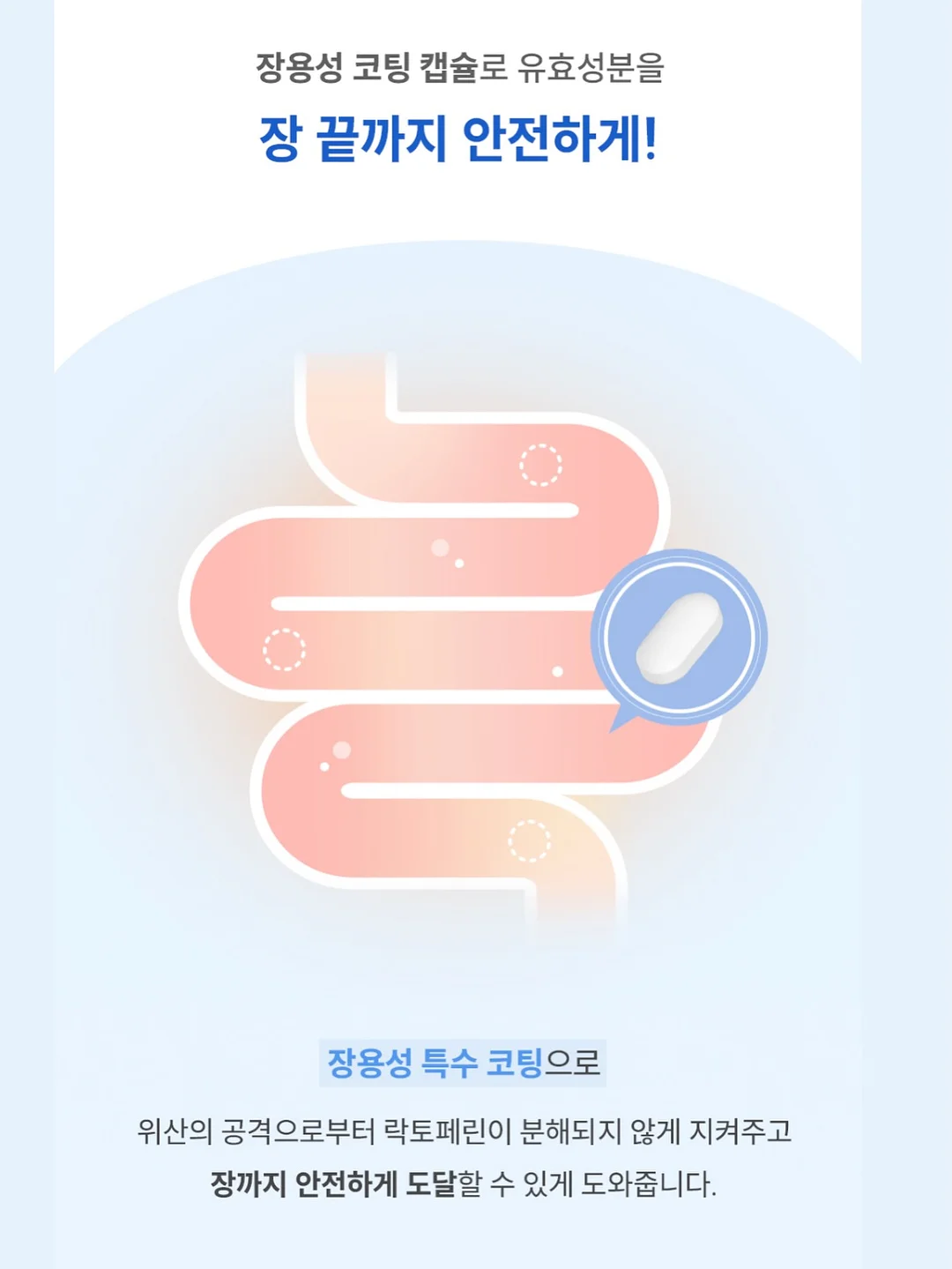 호피무늬보스톤 6