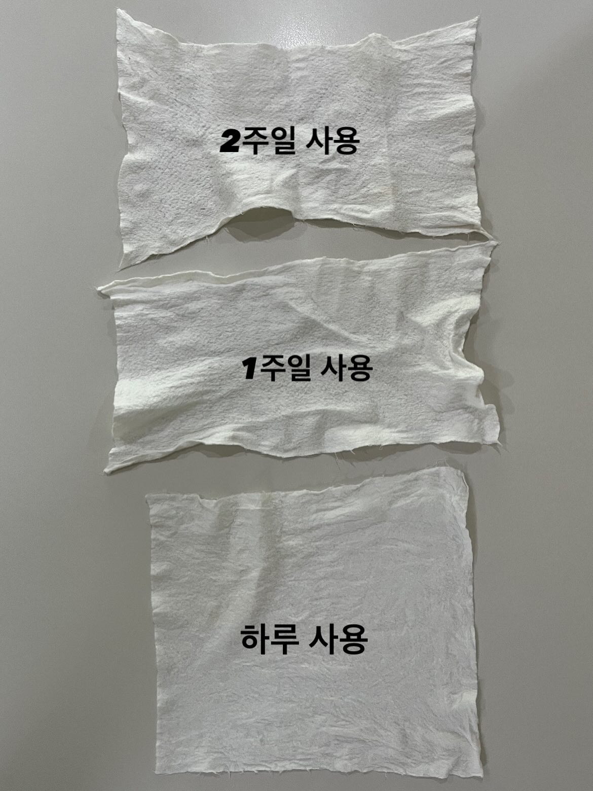 칼라디움 5종 5