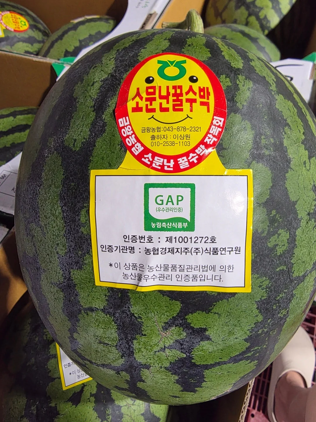 명란시대 명란젓