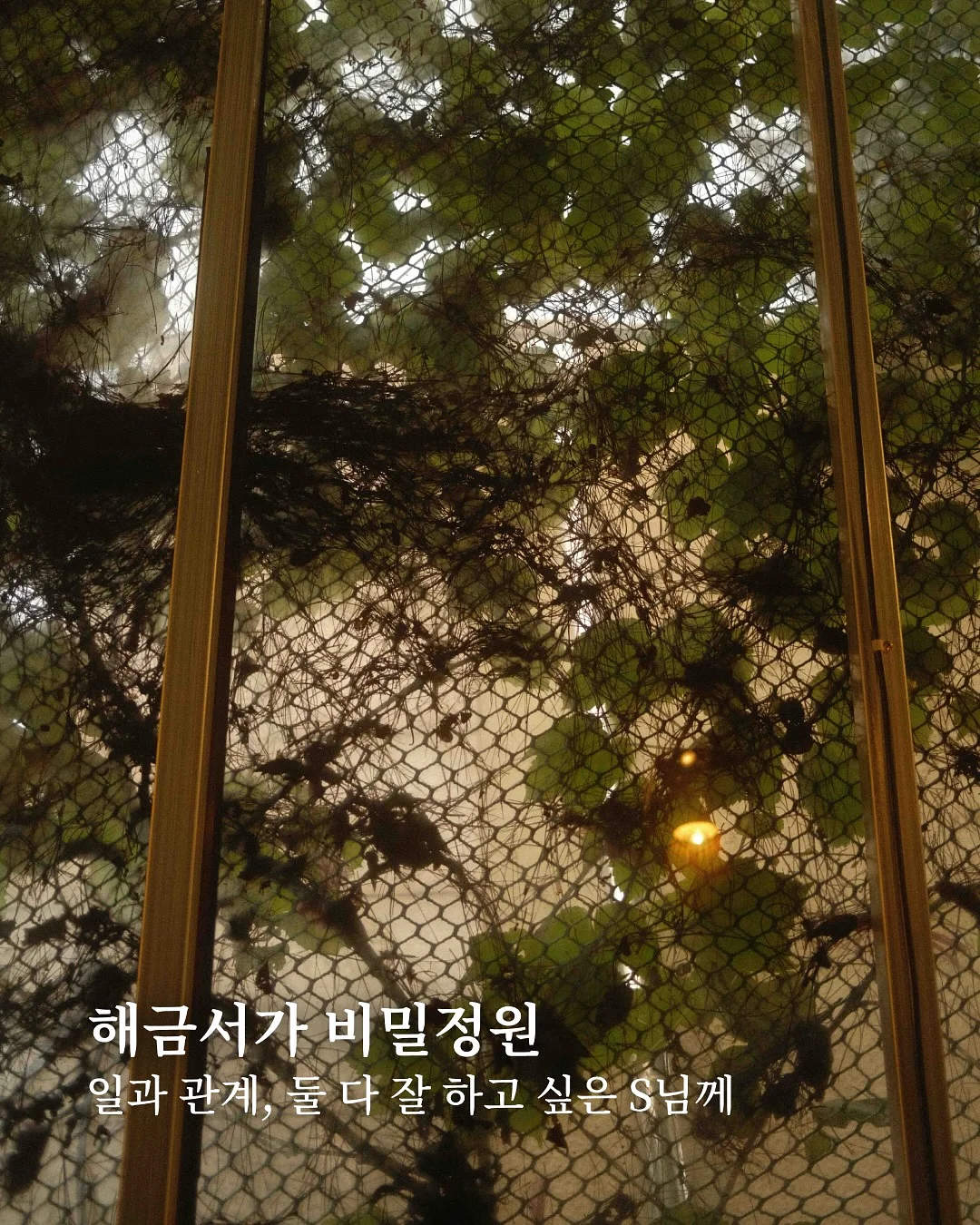 하우스 복숭아 1