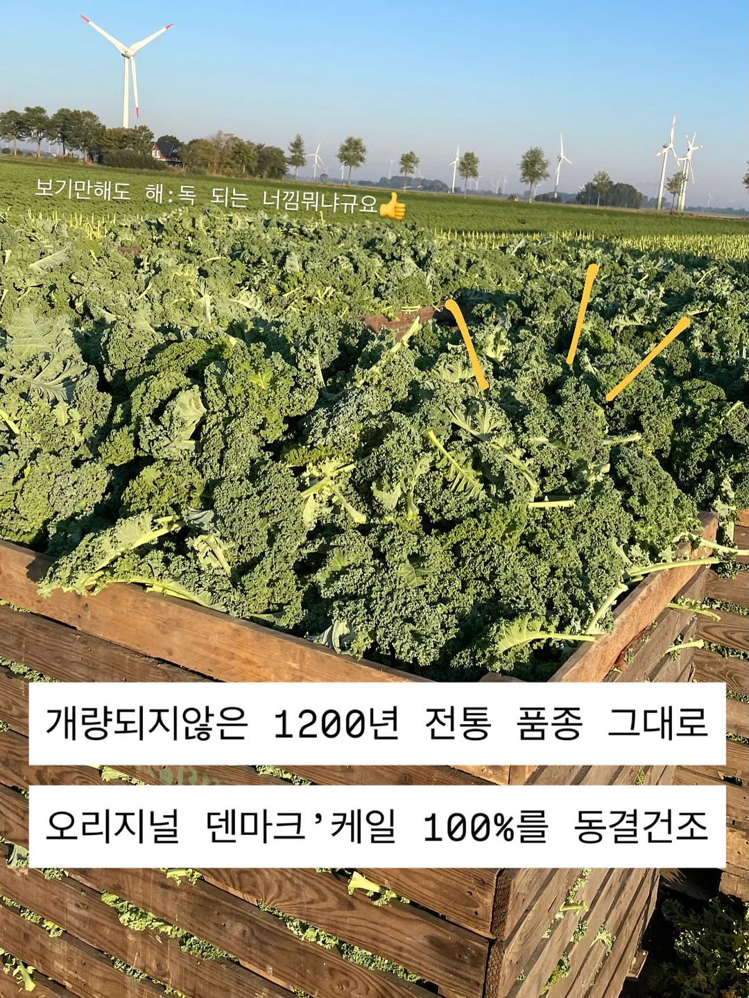 드시모네 키즈 요거트 7
