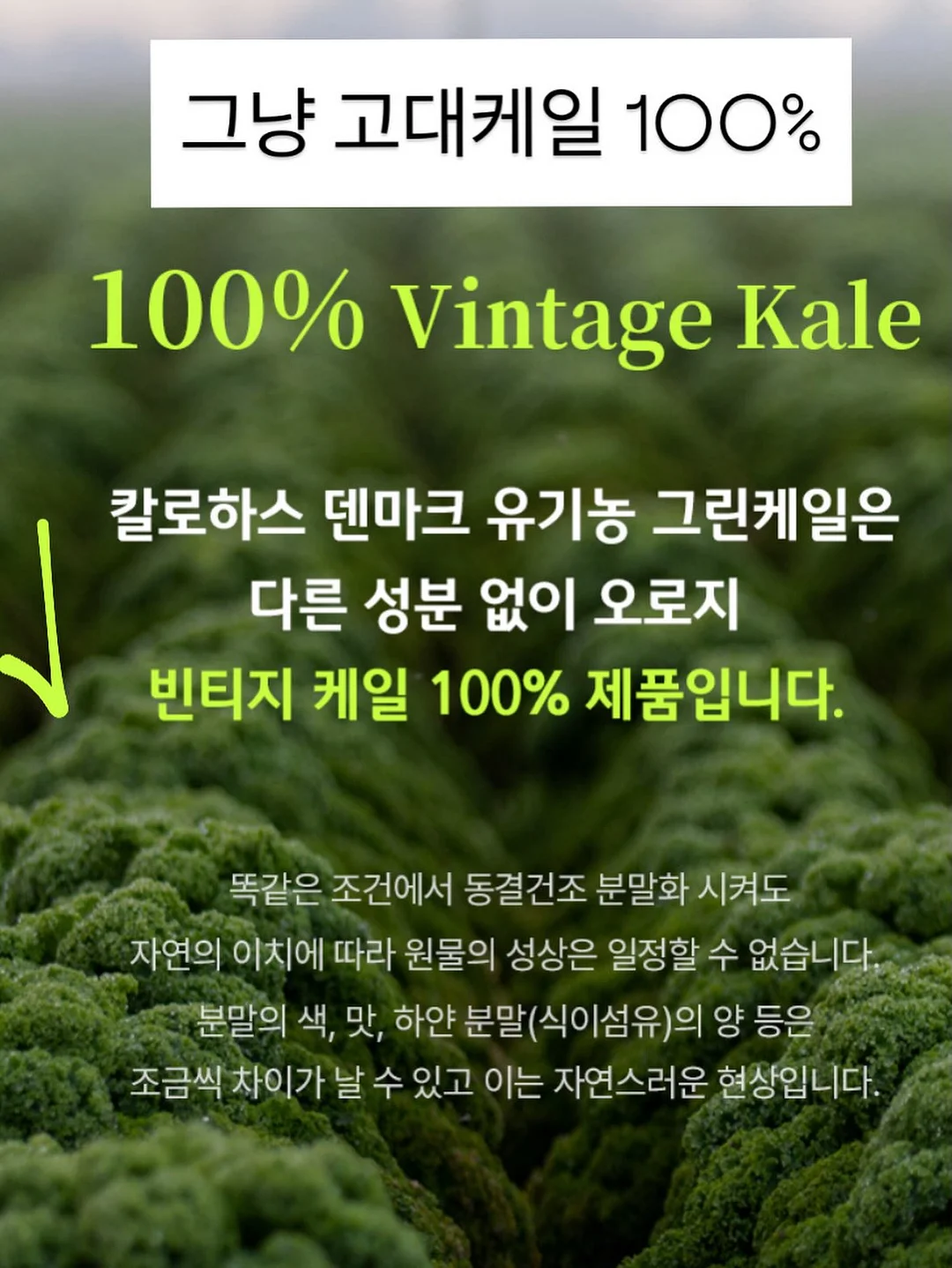 드시모네 키즈 요거트 8