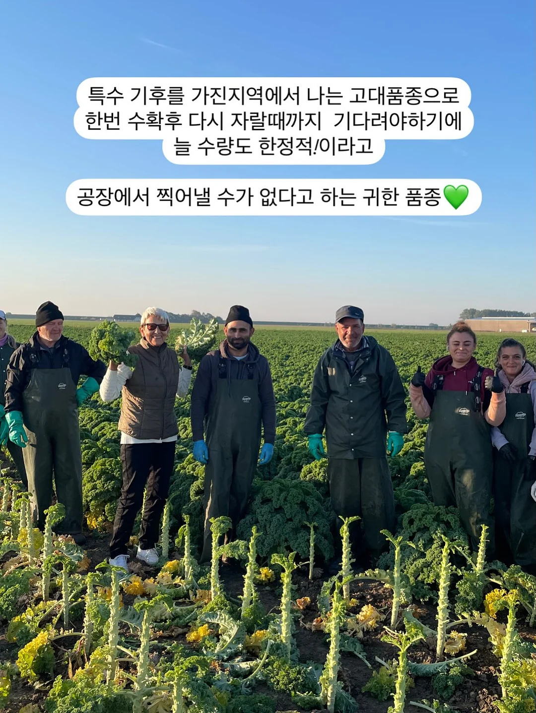 드시모네 키즈 요거트 10