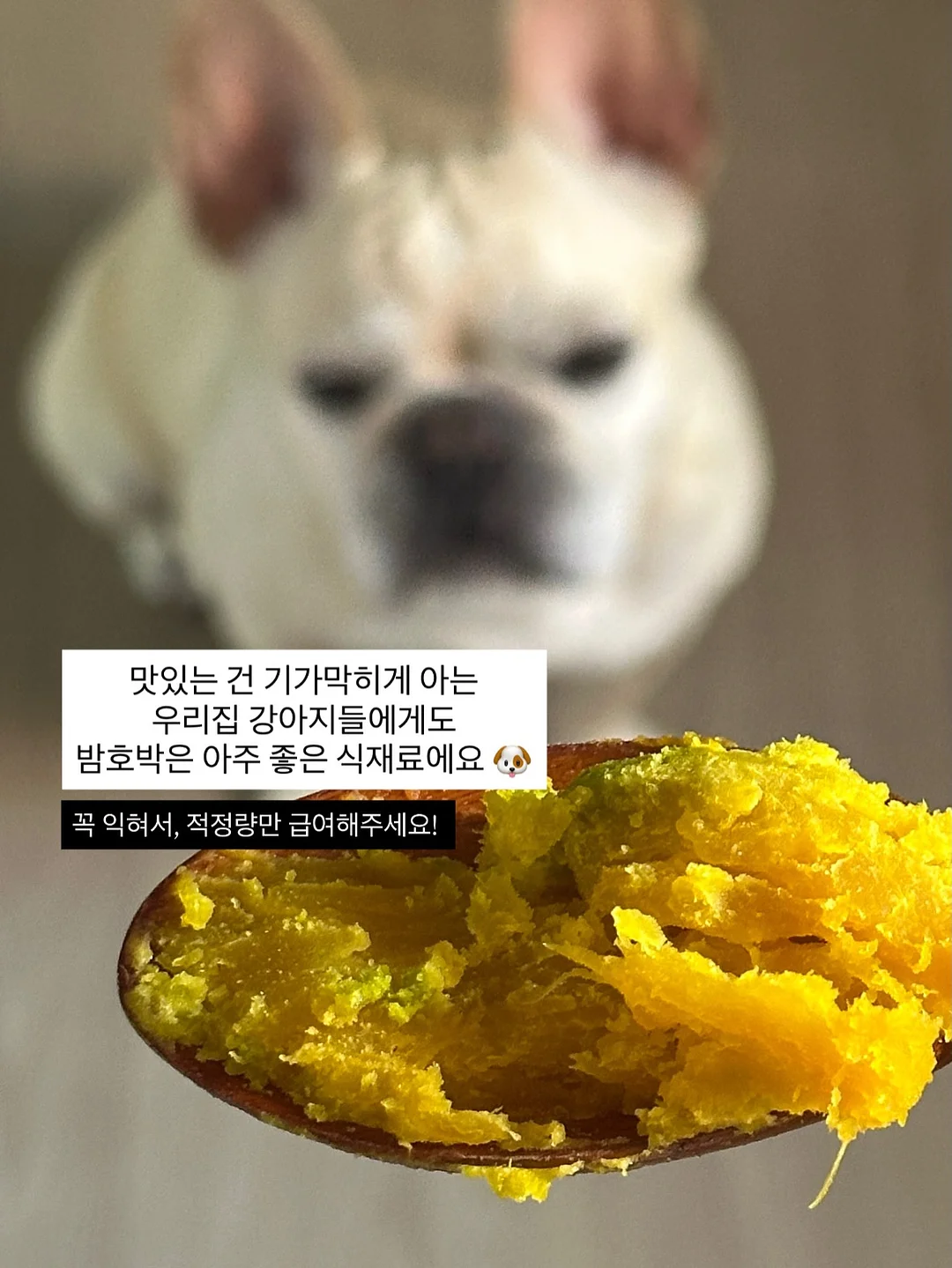 몽키버니 스윗드림 16