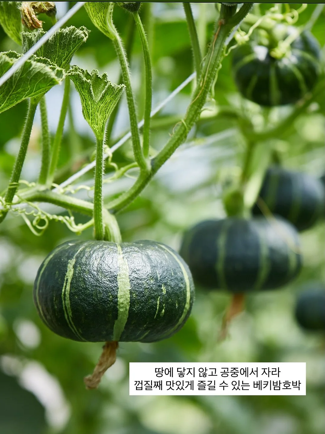 몽키버니 스윗드림 4