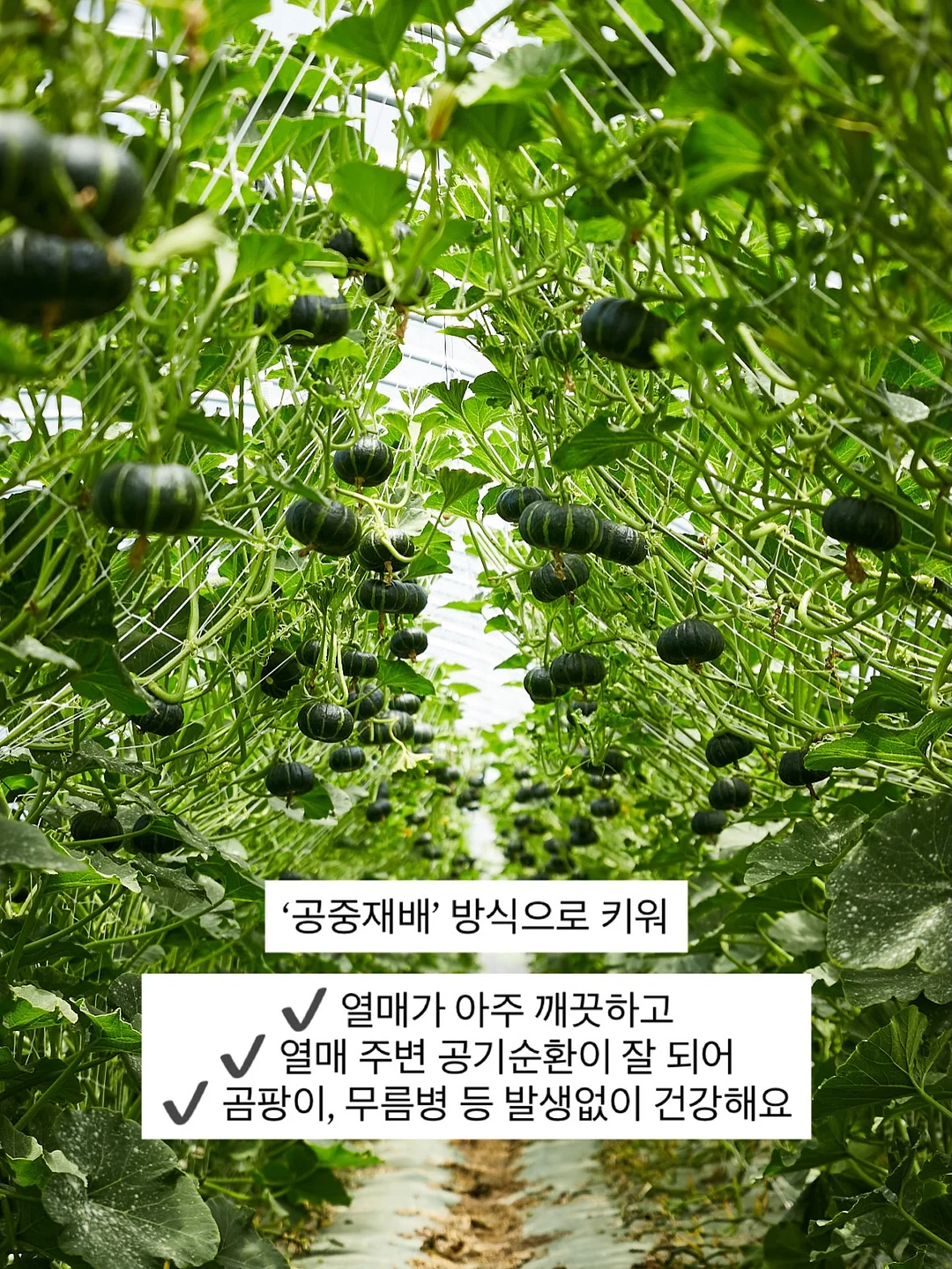 몽키버니 스윗드림 5