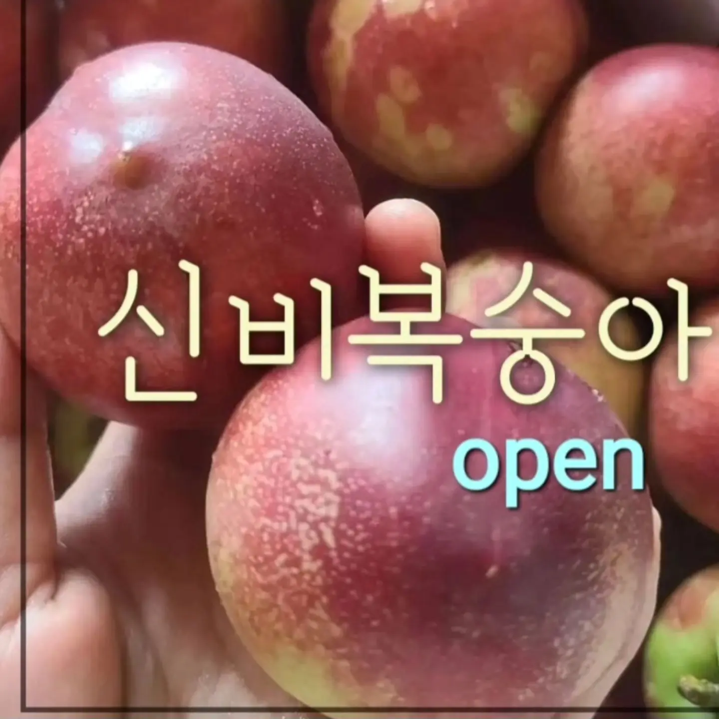 칼 1