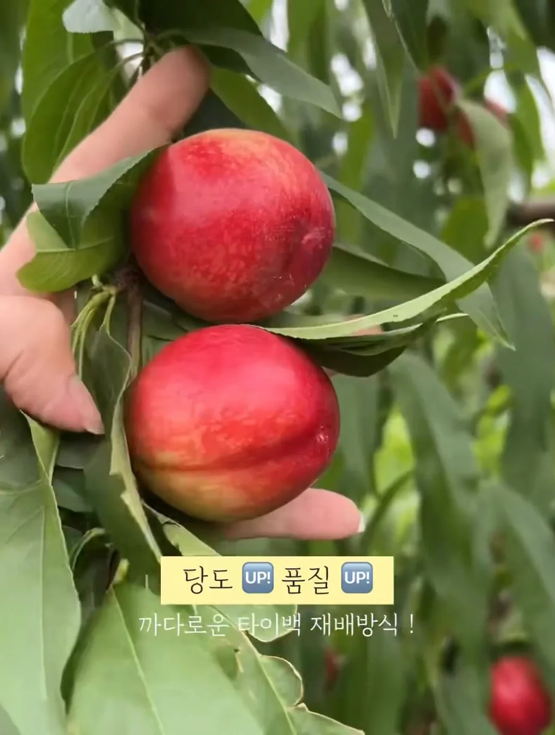 립펜슬 2
