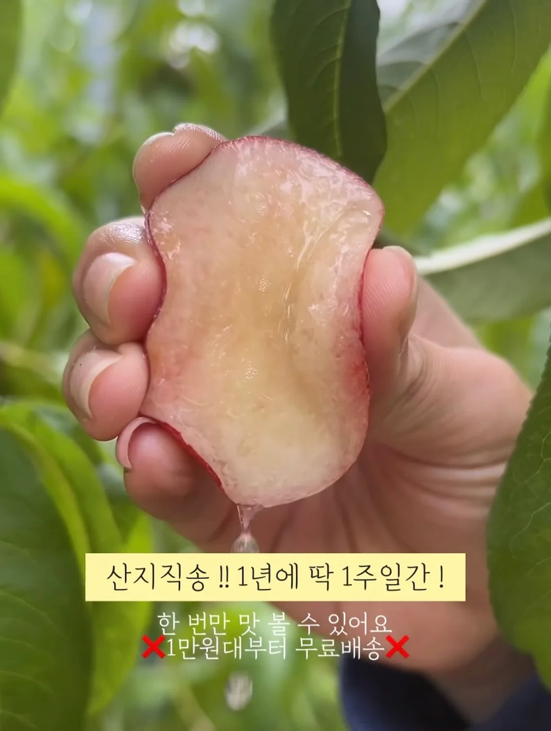립펜슬 4