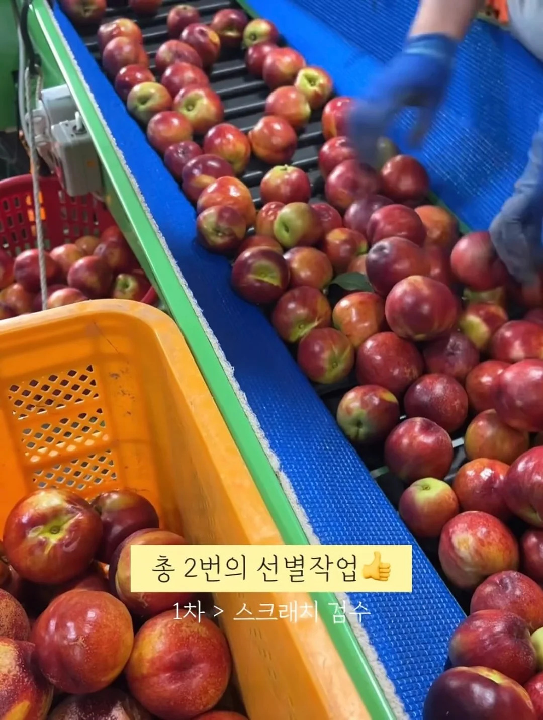 립펜슬 5