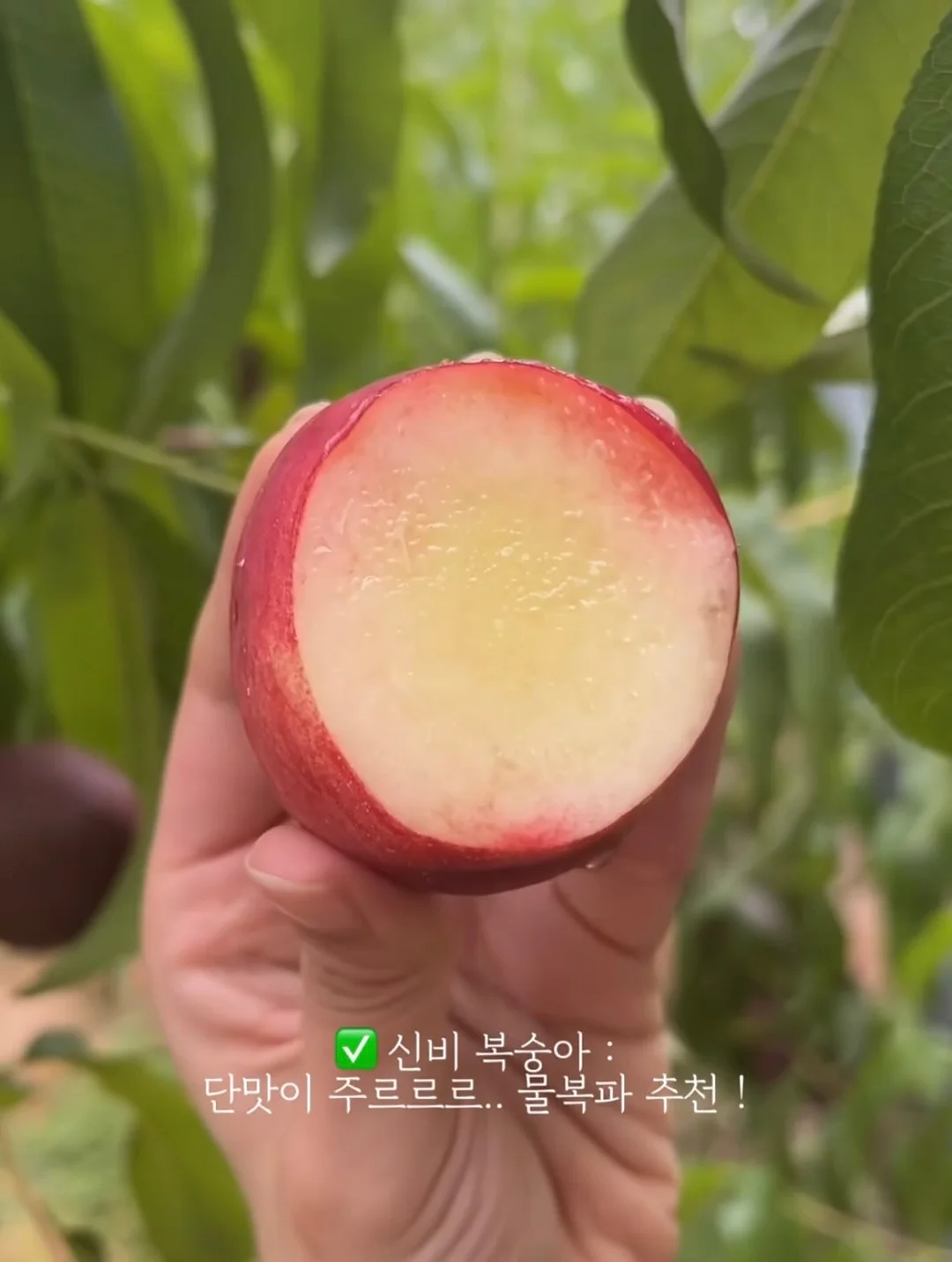 립펜슬 9