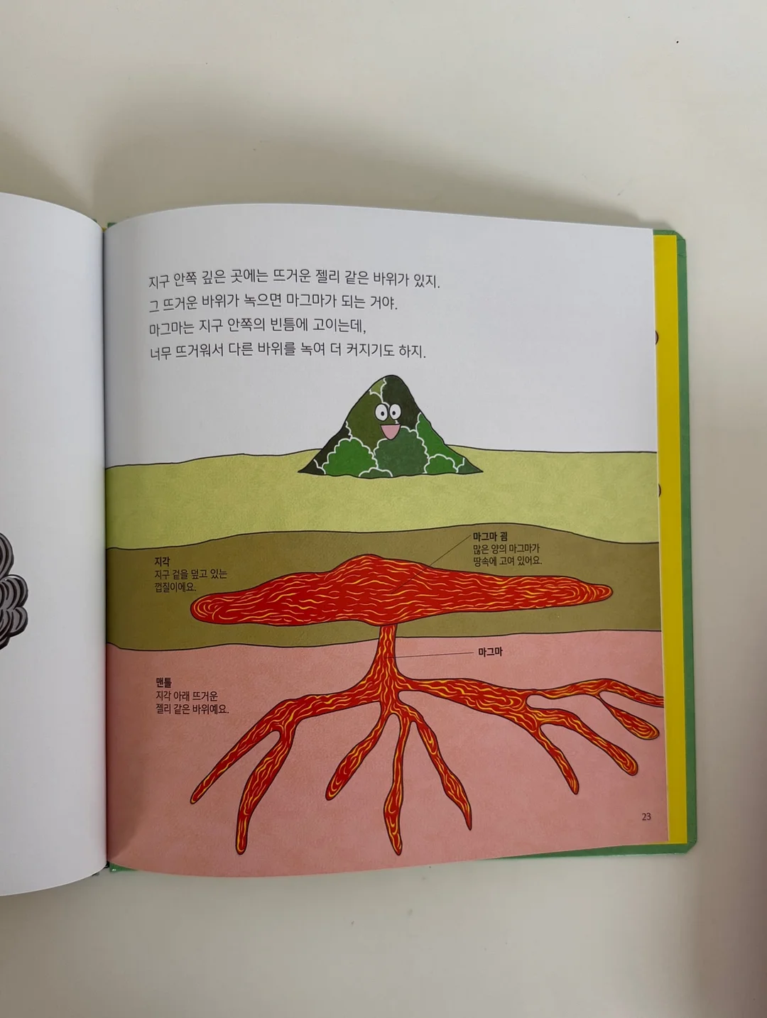올리브나무 15