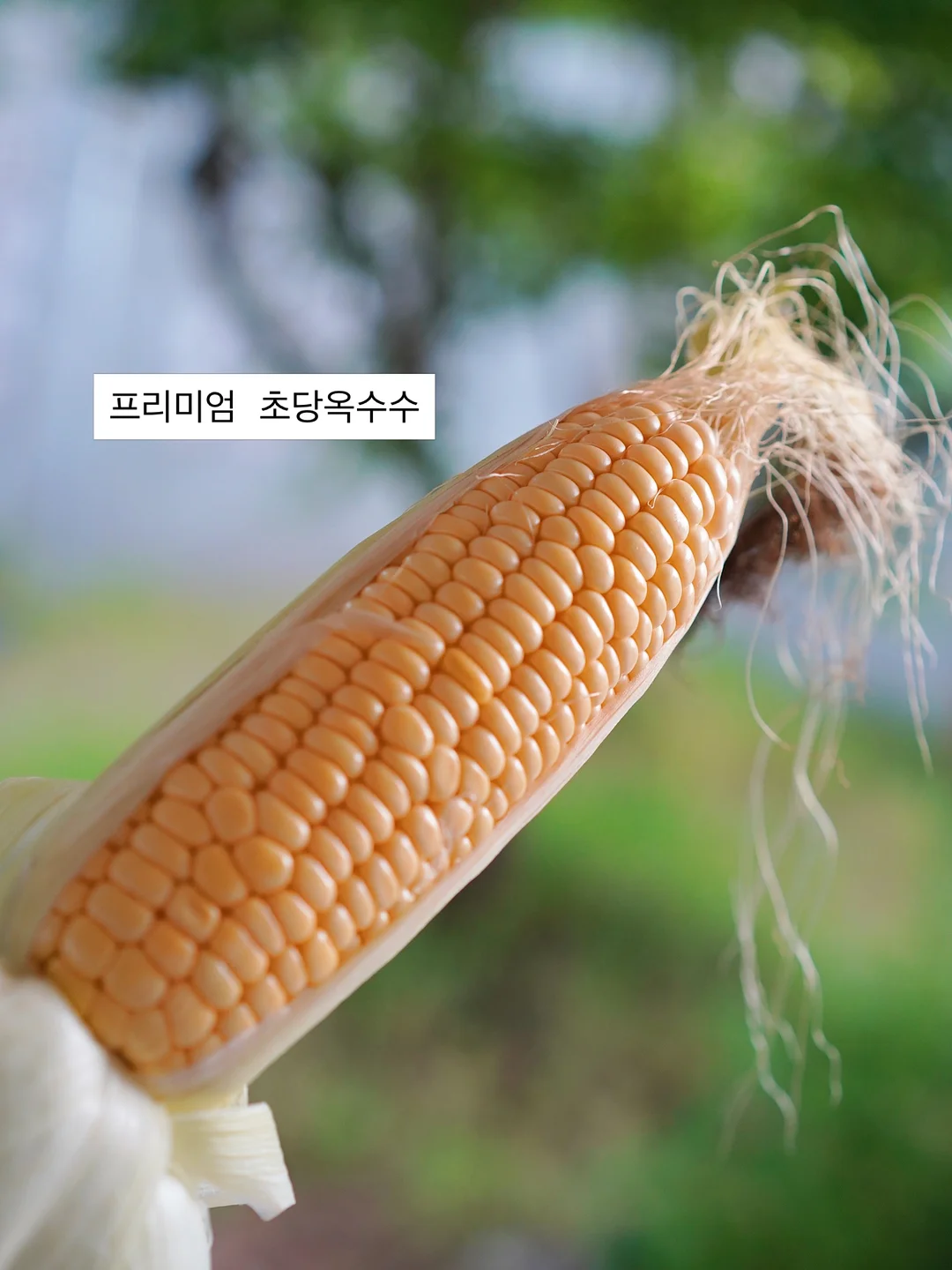 레스포색 × 헬로키티 컬렉션 2