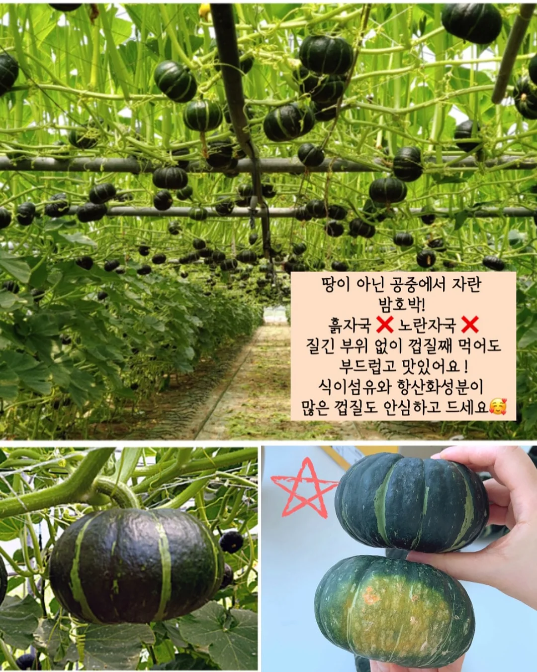 포레스타 주황이 탈모샴푸 4