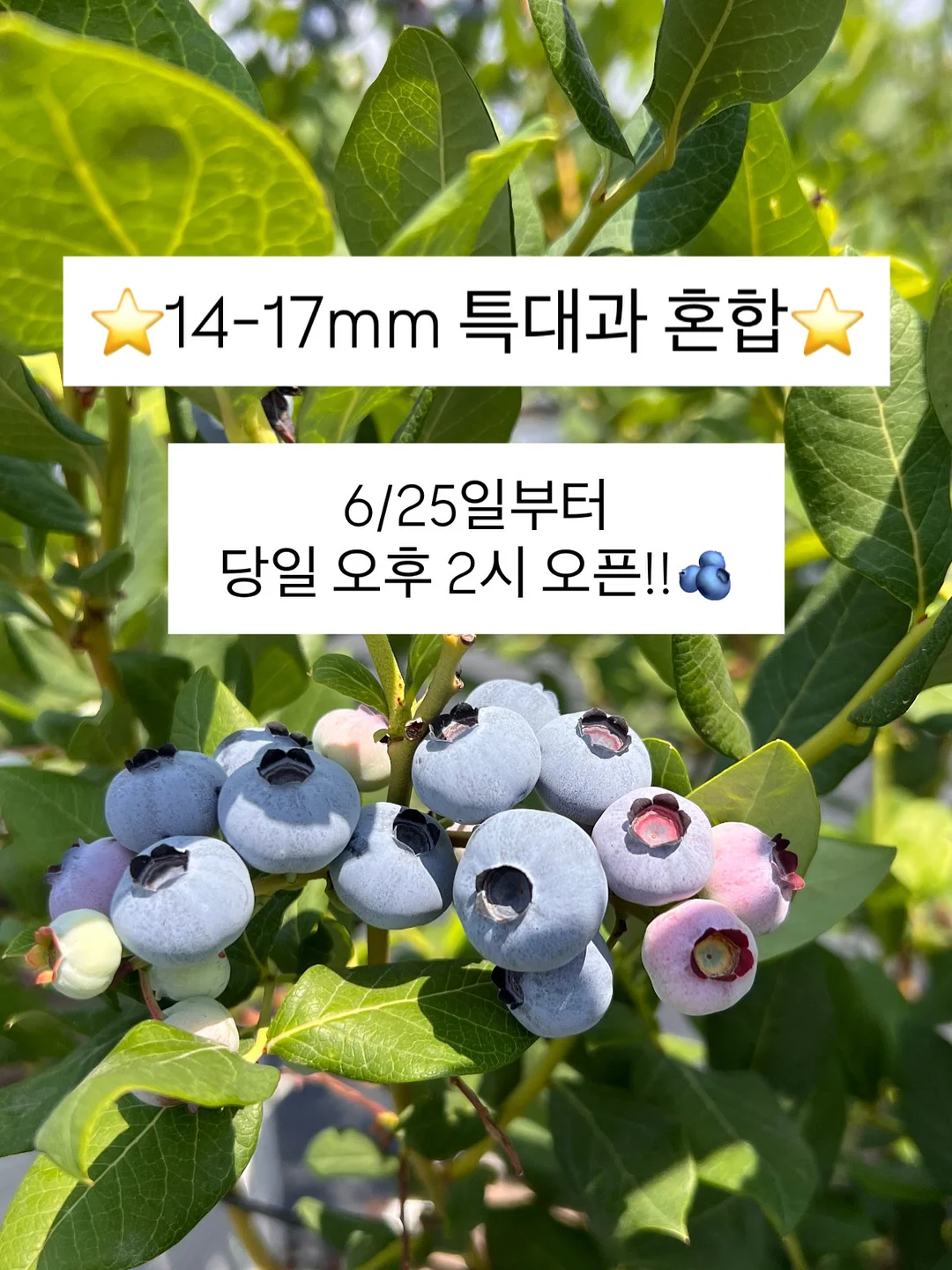 가평 풀빌라