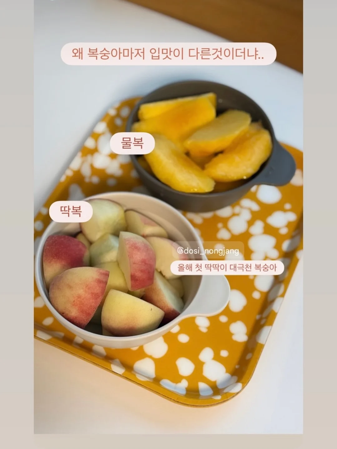 필로티카 18