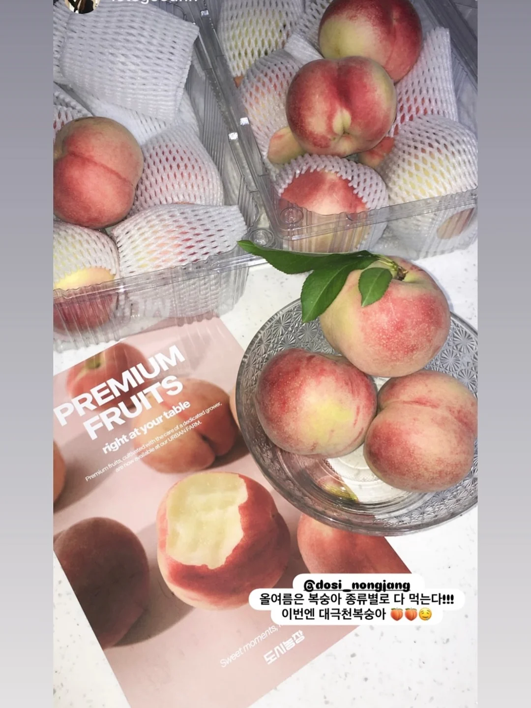 필로티카 9