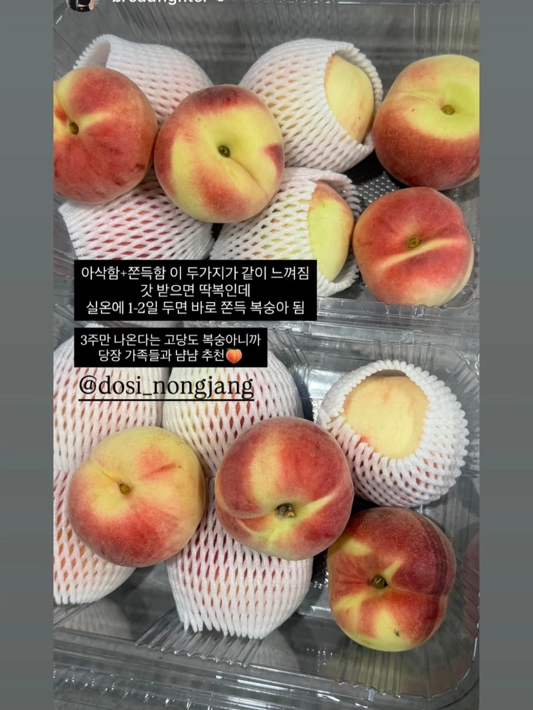 필로티카 10