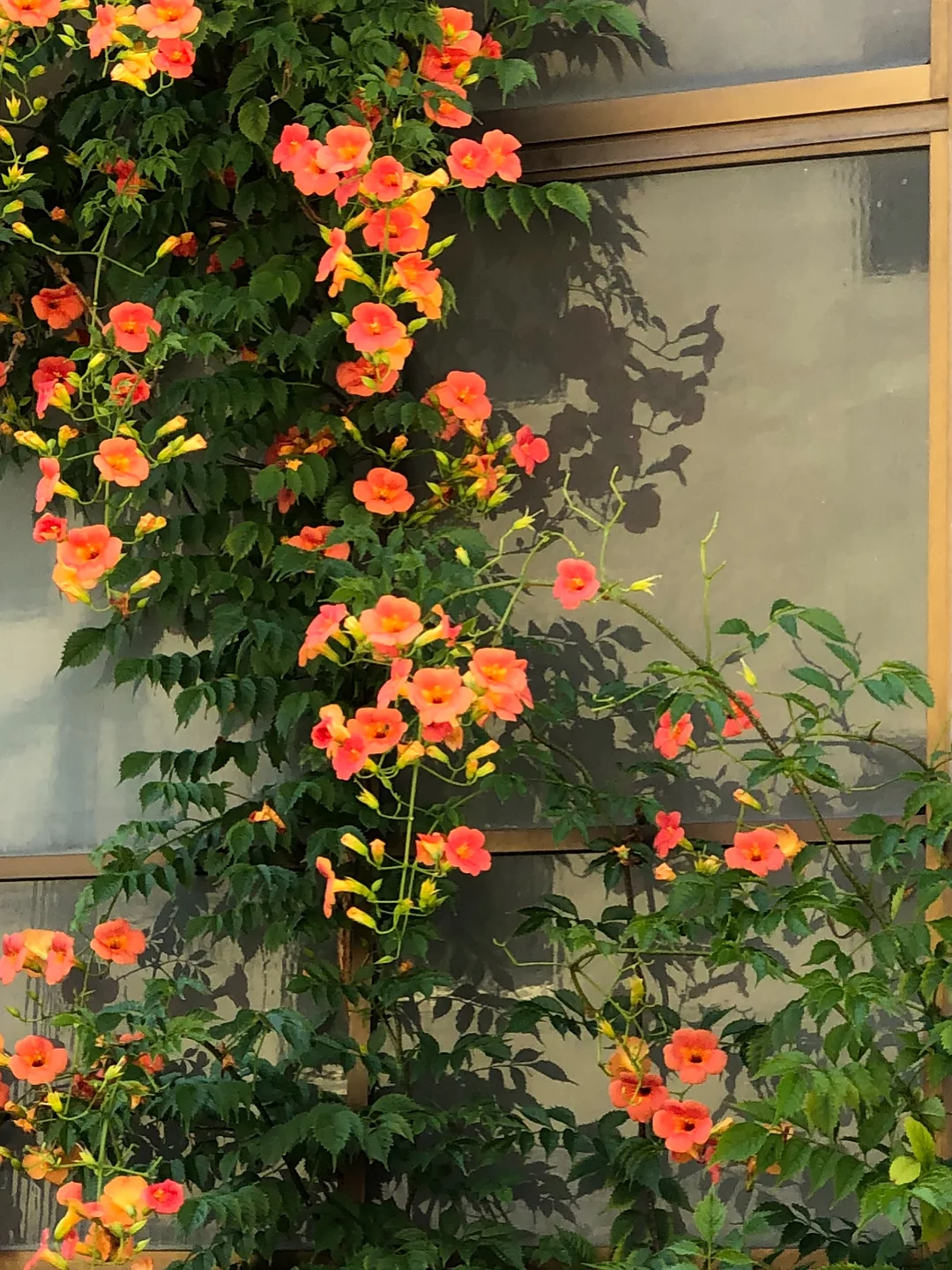 키티 수건 10
