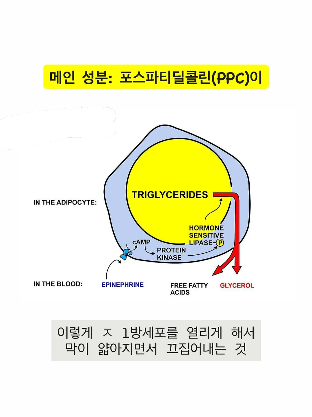 테무 쿠폰백 9