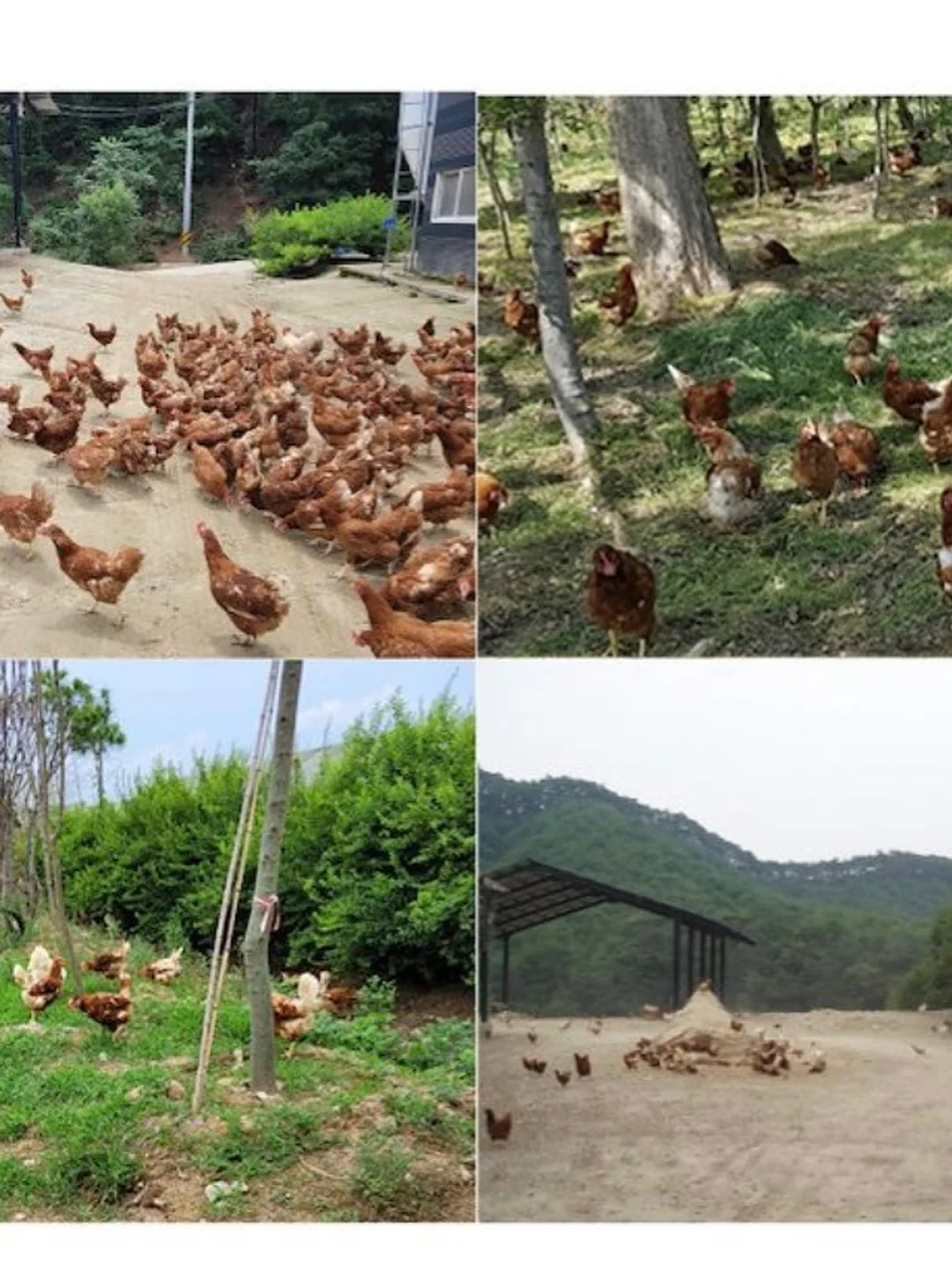 버뮤다 팬츠 4