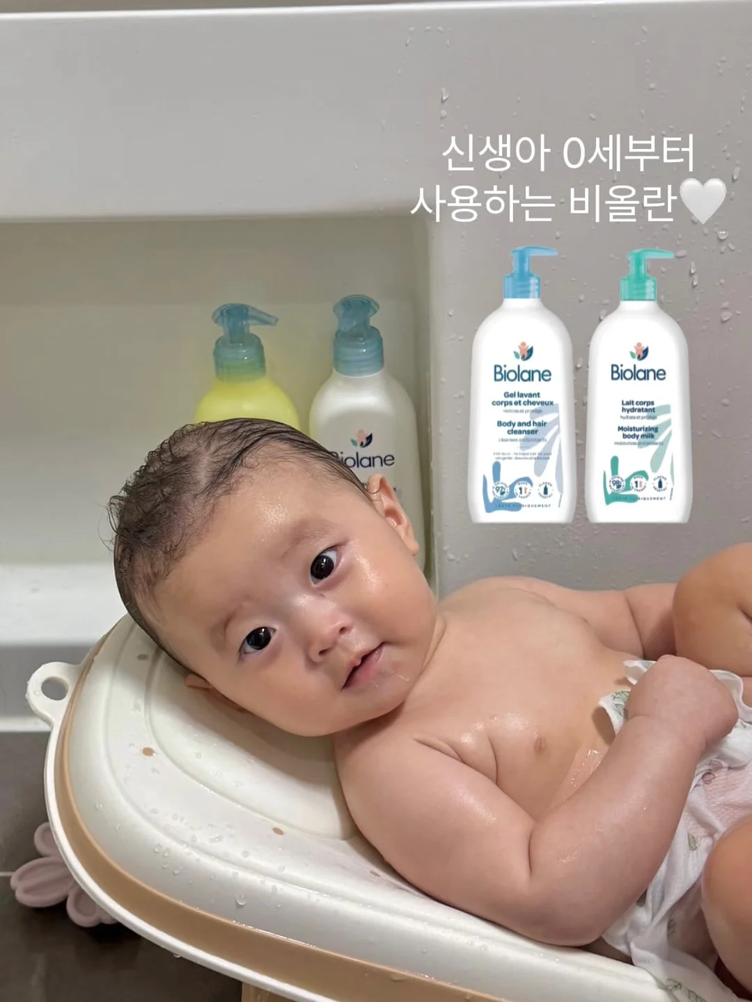 황금 과일 6