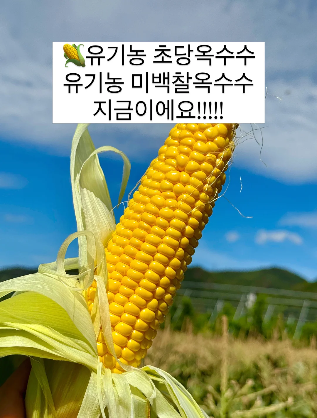 LOVE 링 1