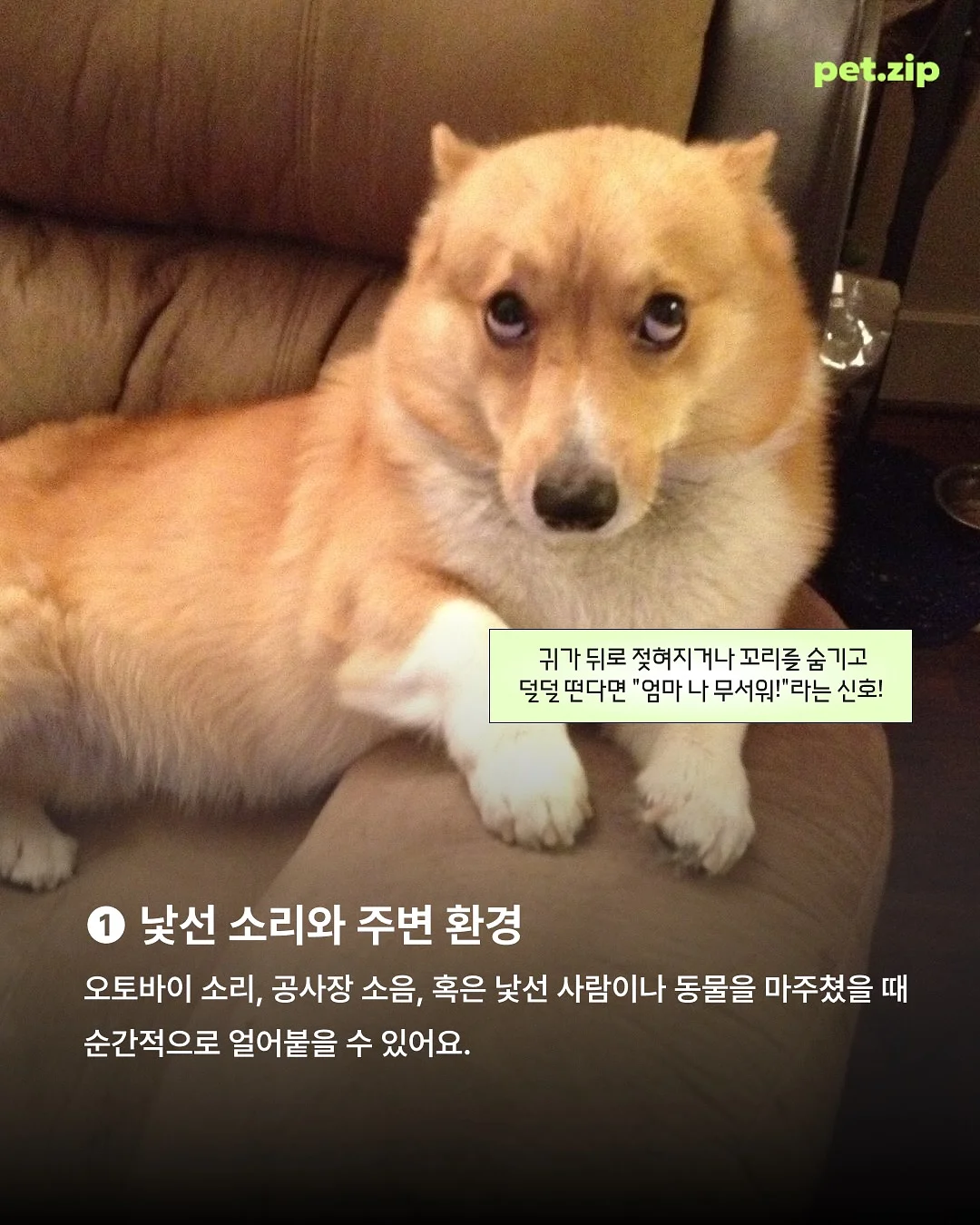 SIGNATURE CLASSIC 속눈썹 2