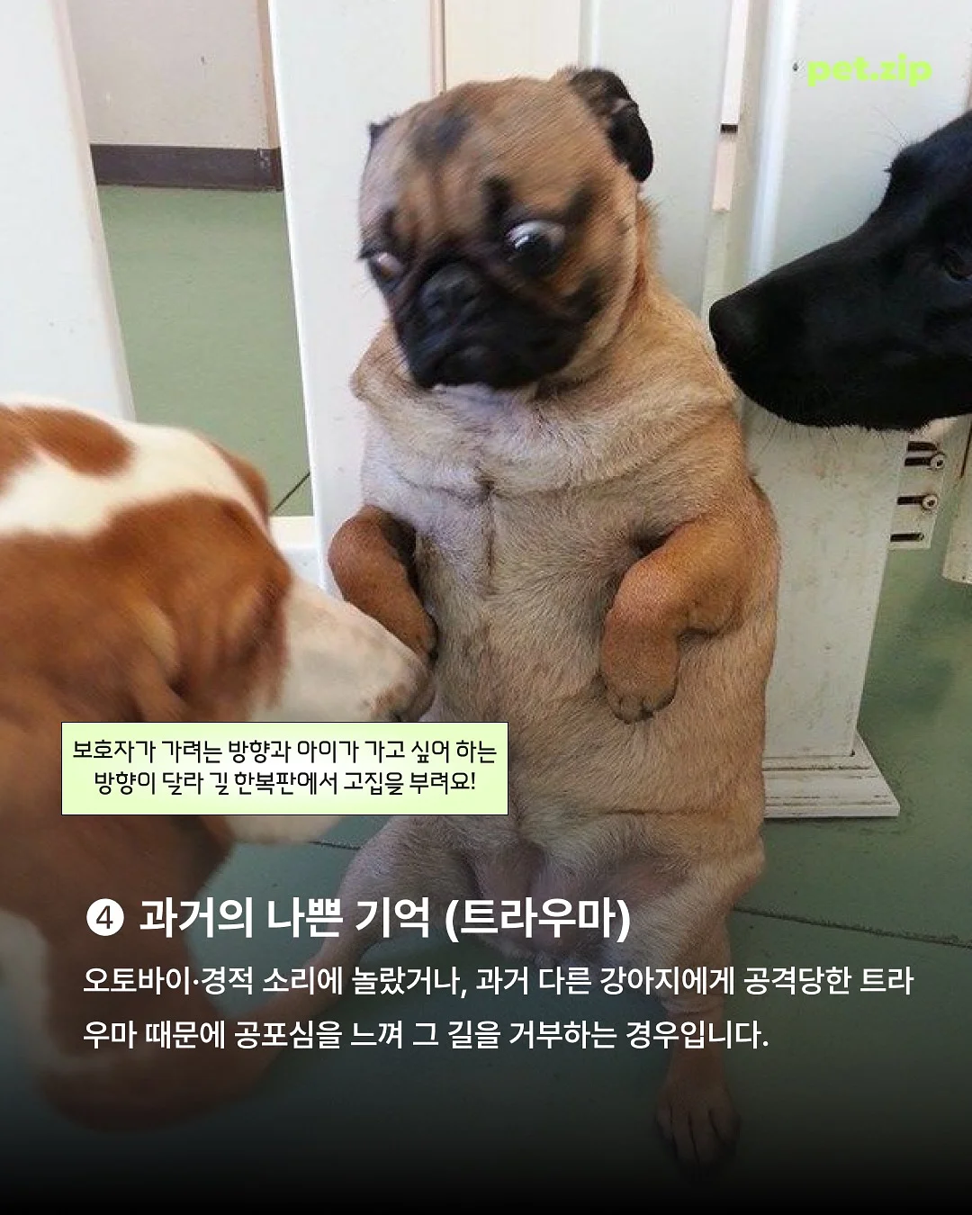 SIGNATURE CLASSIC 속눈썹 4