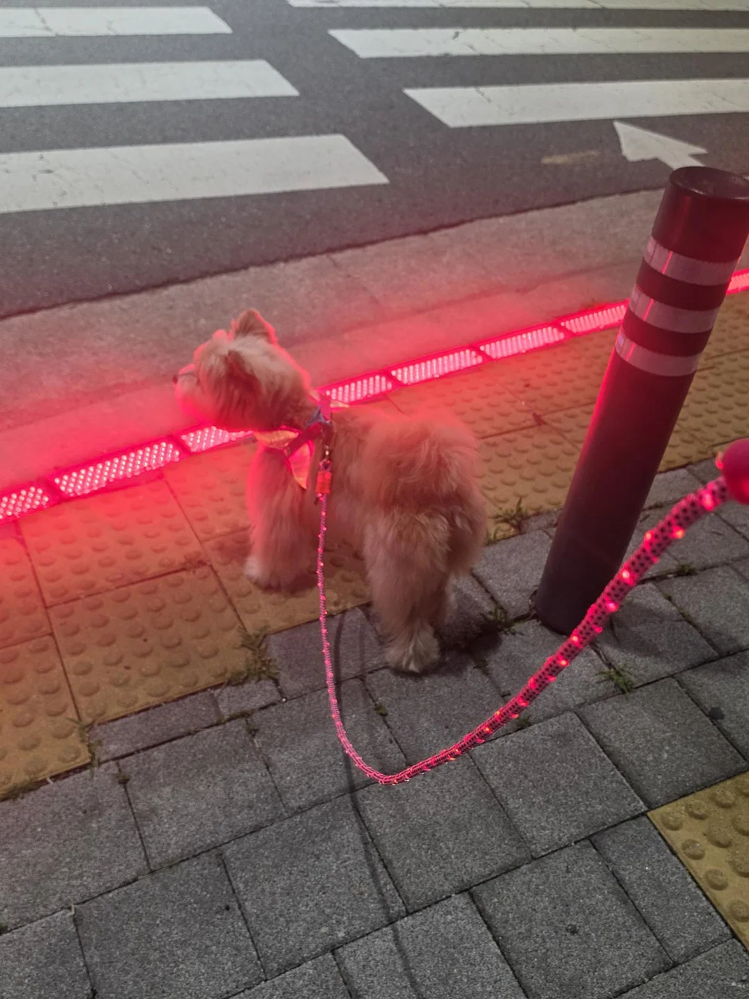 카네이션 꽃다발 4
